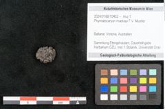 Foto (Objekt + Etikett) von Phymatocaryon mackayi F.V. Mueller (NHMW-GEO-2024-0188-10452)